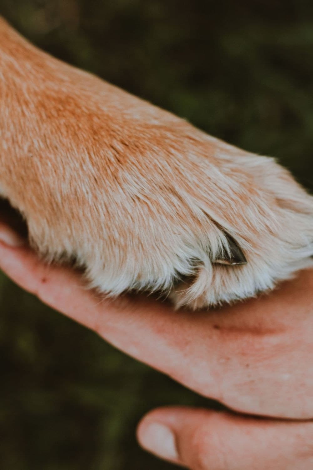 A paw resting in a hand — the little details of a session